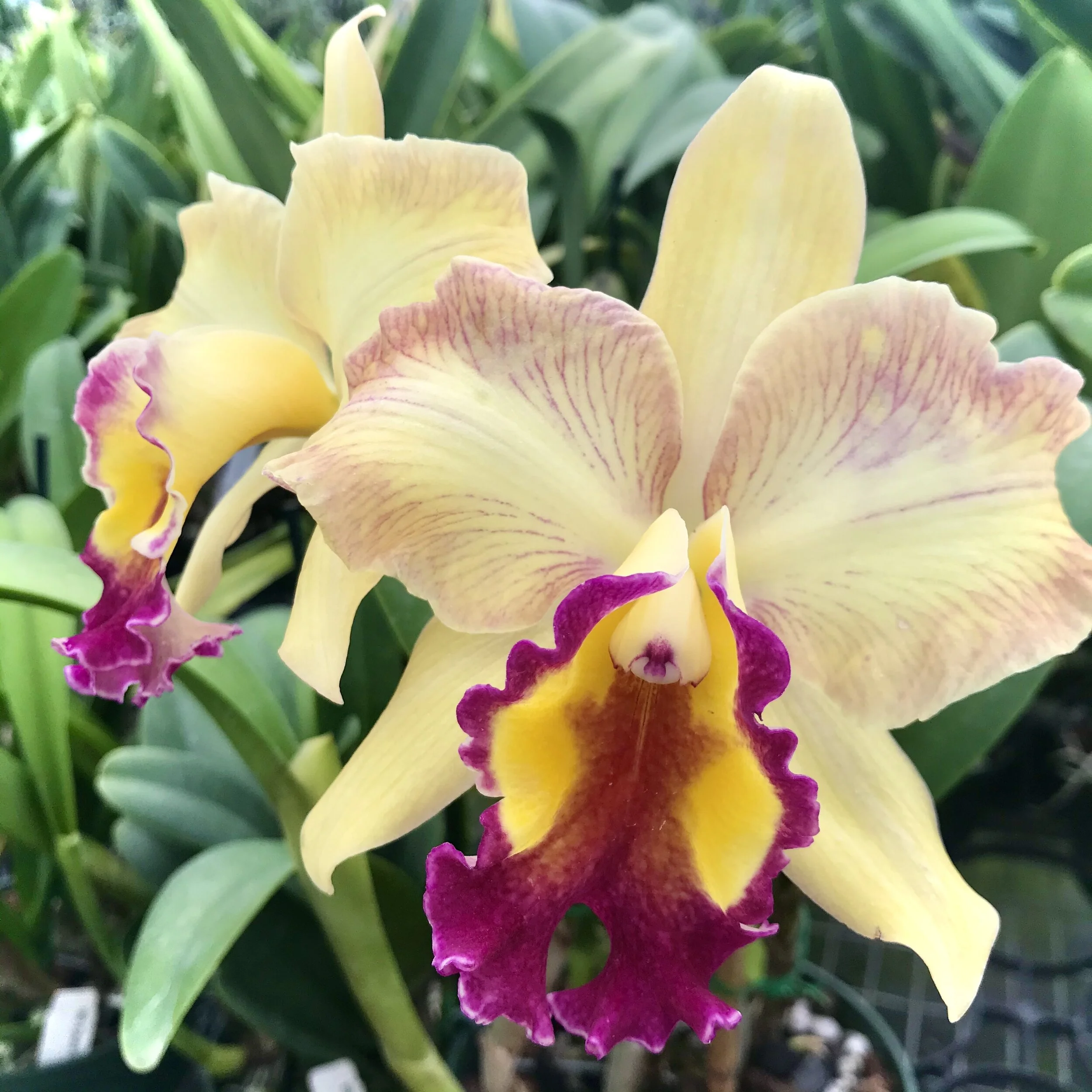 IMG_5241+2.jpg?format=1000w